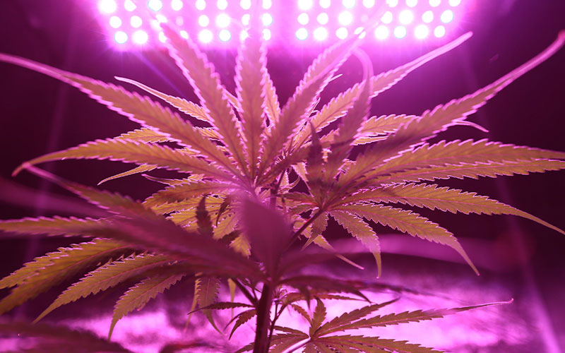 Bald legal: Cannabis selbst anbauen – so klappt’s!