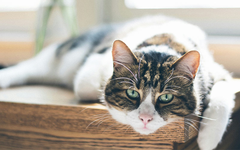 CBD für Katzen: Linderung bei Arthrose