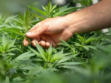 Cannabis-Legalisierung-Das-passiert-wenn-das-Gesetz-zurückgenommen-wird