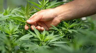 Cannabis-Legalisierung-Das-passiert-wenn-das-Gesetz-zurückgenommen-wird