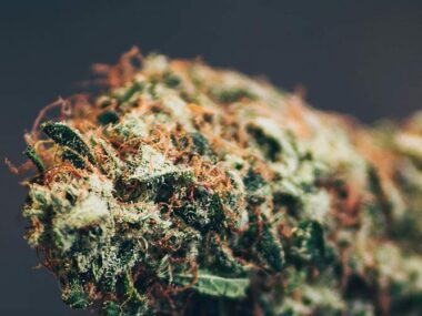 Psychoaktive-Wirkung-unerwünscht-Warum-einigen-Menschen-CBD-bei-Hanfblüten-wichtiger-als-THC-ist