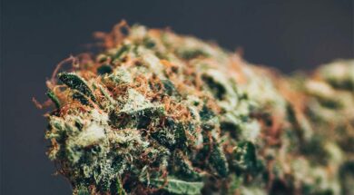 Psychoaktive-Wirkung-unerwünscht-Warum-einigen-Menschen-CBD-bei-Hanfblüten-wichtiger-als-THC-ist