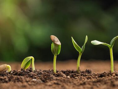 Vergleich-sie-wichtigsten-Unterschiede-zwischen-feminisierten-autoflowering-regulären-Samen