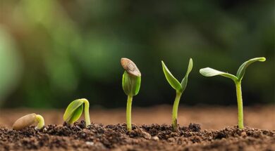Vergleich-sie-wichtigsten-Unterschiede-zwischen-feminisierten-autoflowering-regulären-Samen