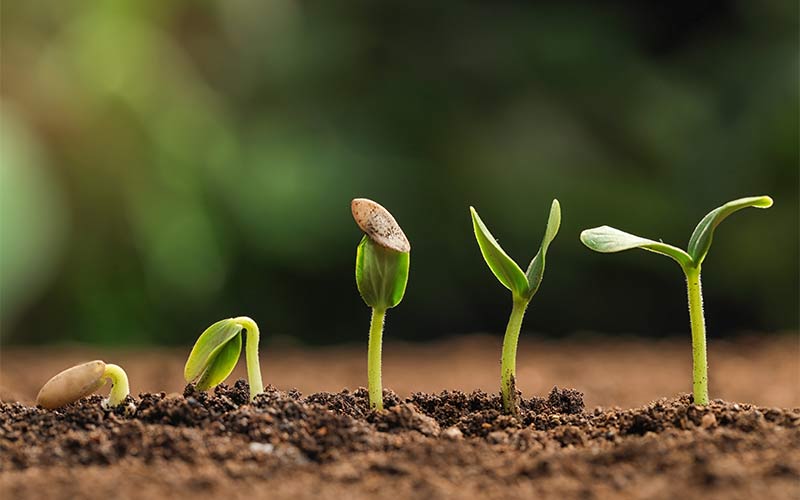 Der große Vergleich: Die wichtigsten Unterschiede zwischen feminisierten, autoflowering und regulären Samen