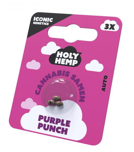 Purple Punch Cannabissamen - Holy Hemp